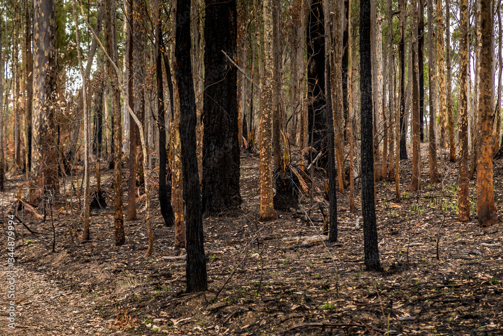 Fototapeta premium A forest next to the Wallaga Lake in New South Wales, Australia burnt down during the bush fires. Life comes back to nature.