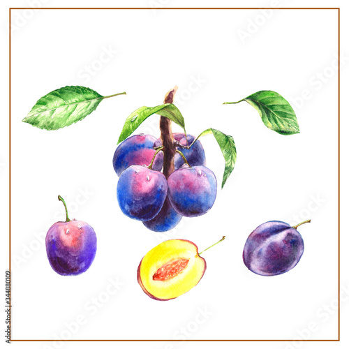 Watercolor hand drawn set of isolated  plum. Juicy fresh fruit in realistic style. Healthy food concept. Menu decor, food elements, sticker template.