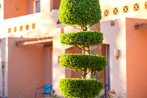 Fresh bright green bushes with vibrant green leaves growing in summer garden.