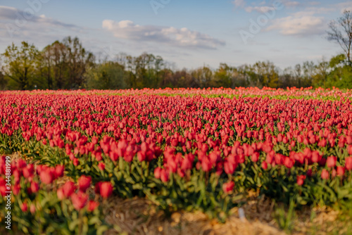 Wallpaper Mural Beautiful Red Tulips Blooming on Field Agriculture Torontodigital.ca