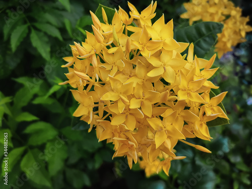 Close-up Yellow Ixora Flower Against Green Leaves Background