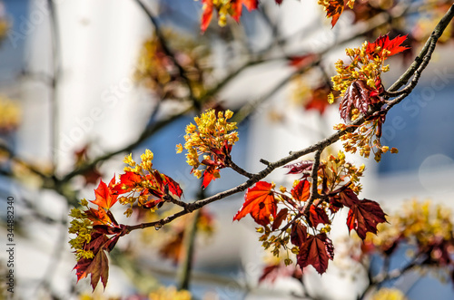 Young leaves and yellow flowers of an acer tree in springtime in an urban setting with a blurry white facade in the background