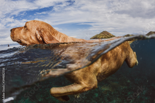 A close up of a floating dog in the ocean in Indonesia