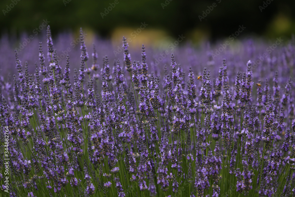 Naklejka premium lavendelfeld