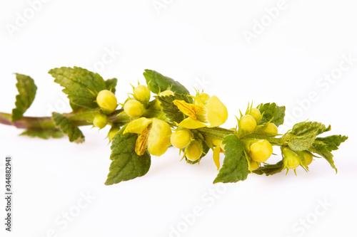 Flowering yellow Galeobdolon luteum (Lamium galeobdolon, archangel plant) isolated on white background