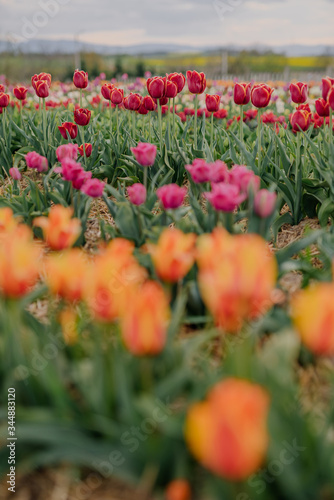 Yellow Purple and Red Fresh Tulips Blooming on Field at Flower plantation Farm