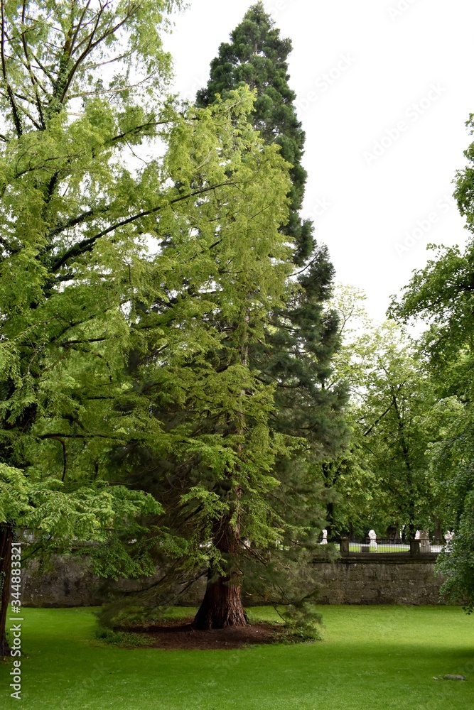Obraz premium Trees in a well maintained city park
