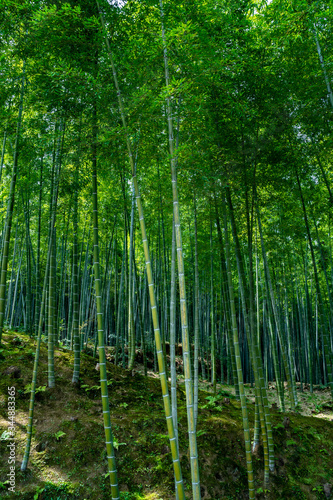 Bamboo forest in Arashiyama, a district in Kyoto, Japan on a sunny spring day. Tall green bamboo with light and shadow in the hills.