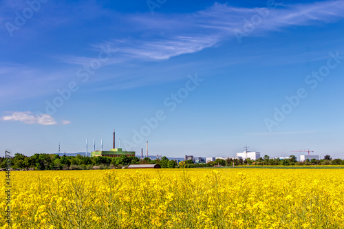 Gelbes Rapsfeld vor dem Industriepark Frankfurt-Höchst bei Kelsterbach