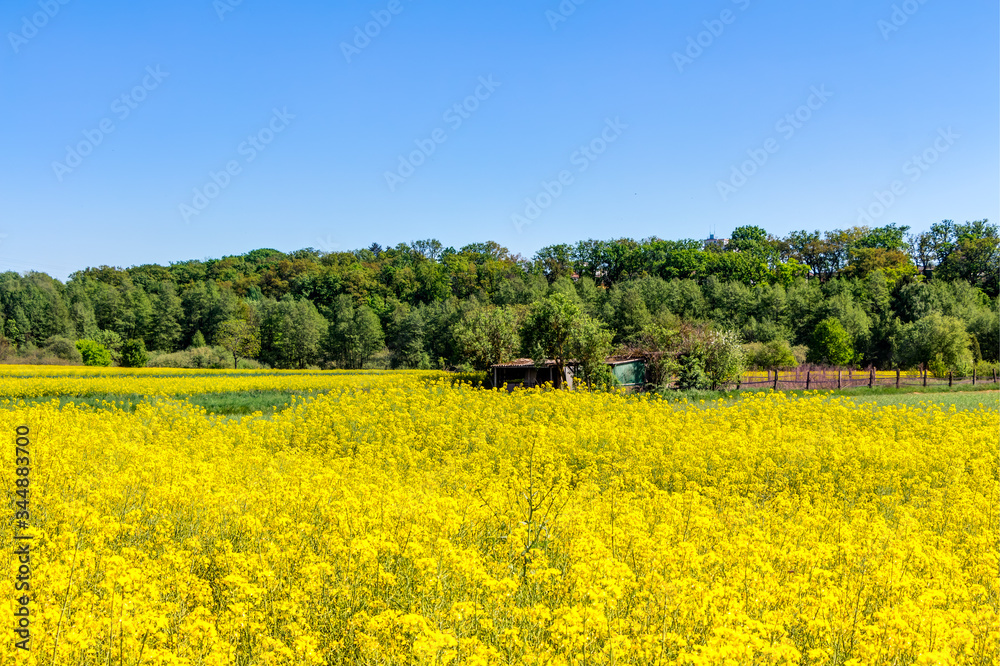 Blühendes Rapsfeld im Frühling an einem Tag mit blauem Himmel