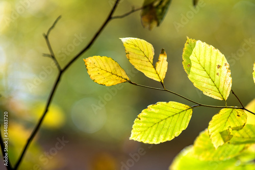 Close up of bright vibrant yellow leaves on a tree branches in autumn park. Detail of fall forest foliage.