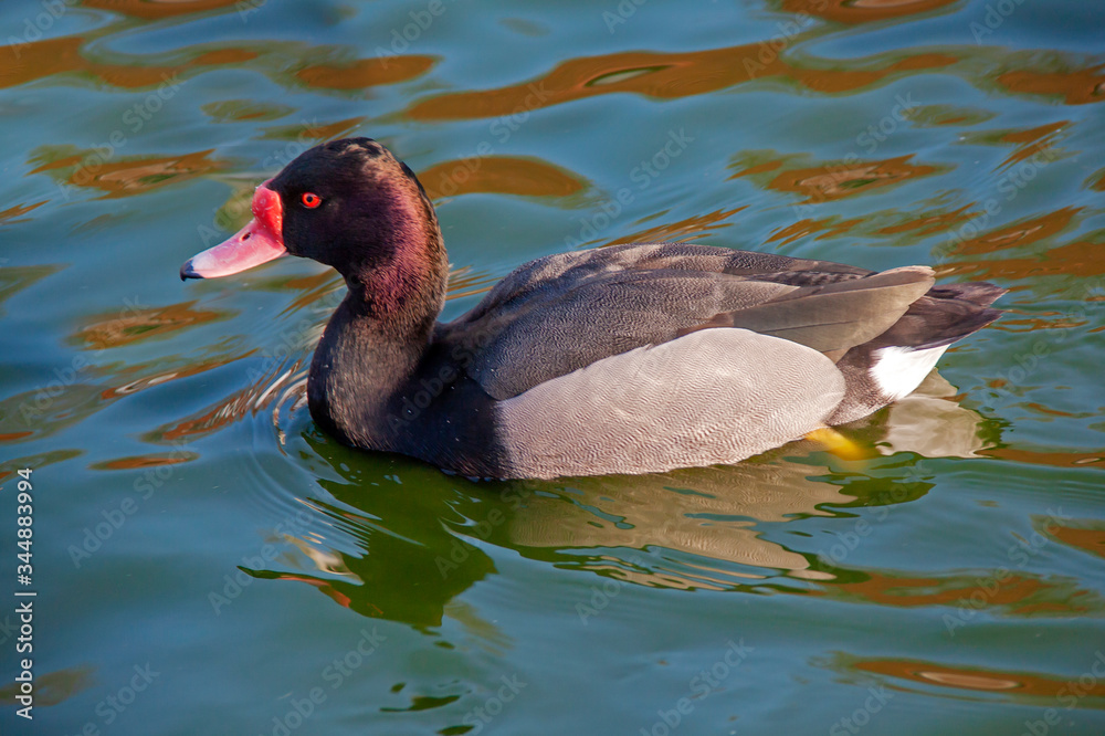 Canard nette Peposaca - Netta peposaca - sur l'étang Canard nette Peposaca - Netta peposaca - sur l'étang