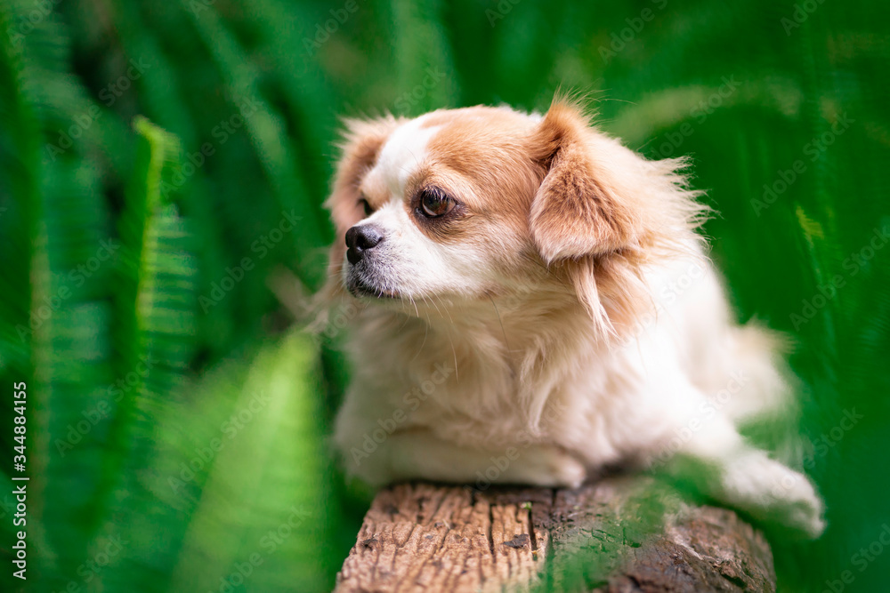 Adorable Cute Lovely Brown and White Cross Breeding Shih Tzu and Chihuahua  Dog on Wooden Log in Fresh Green Fern Garden Photos | Adobe Stock