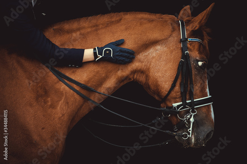 Portrait of a red dressage horse and young woman on black background. Girl with horse. Equestrian sport