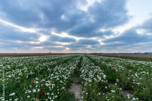 A field of white and red Ranunculus flowers against a cloudy sky at sunset