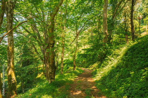 Batumi, Adjara, Georgia. Botanical Garden. Lane, Path, Way For Light Walking In Summer Deciduous Forest Between Woods Trees. Beautiful Landscape