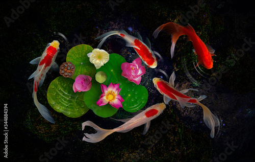 Koi fish swim with Nymphaea nelumbo flowers in bloom photo