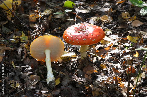 
Mushrooms in the autumn forest photo