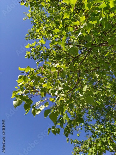 A large branch of a tree with young green leaves against a blue sky.