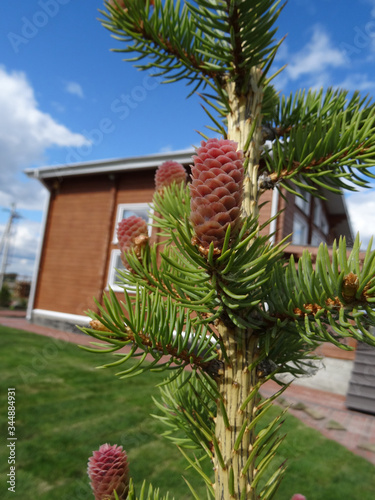 pink cones of a blue spruce close up