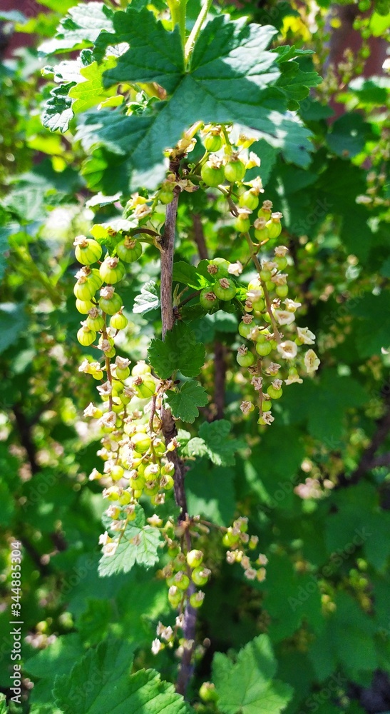 Obraz premium Green unripe currant berries on a branch with green leaves.