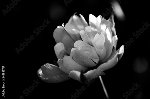 Tulpe schwarz weiß