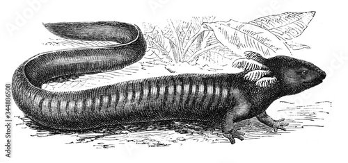 Photography Salamander (Siren lacertina) / Antique illustration from Brockhaus Konversations