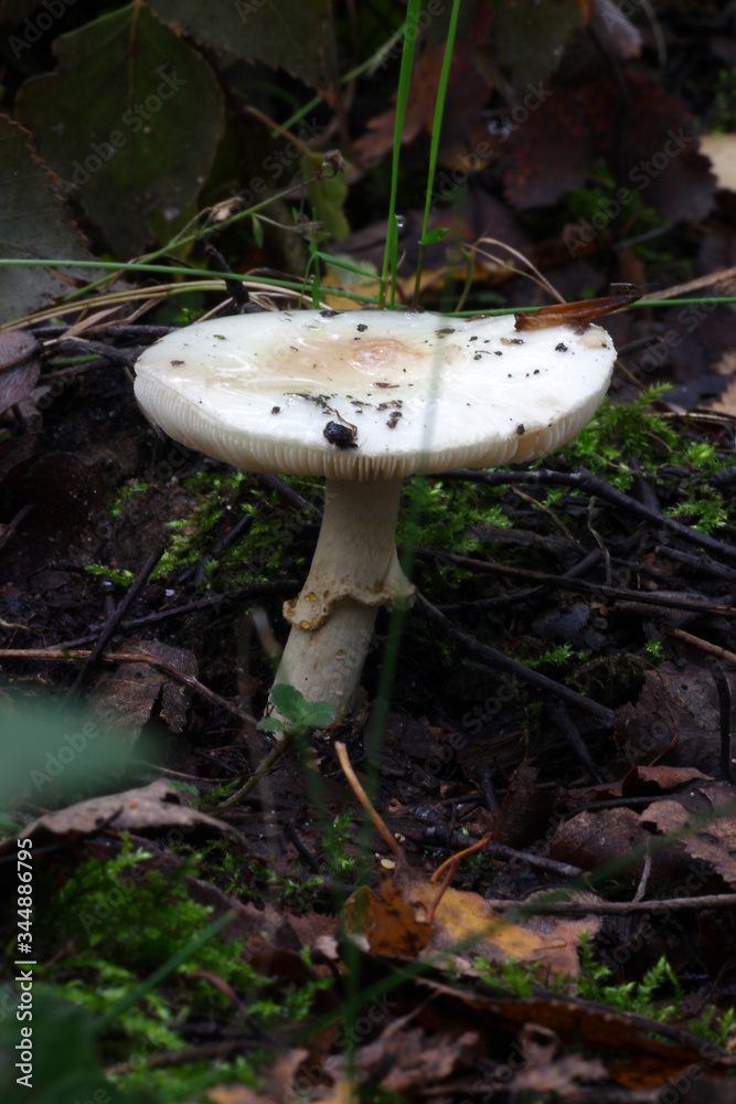 Fototapeta premium Mushrooms in the autumn forest
