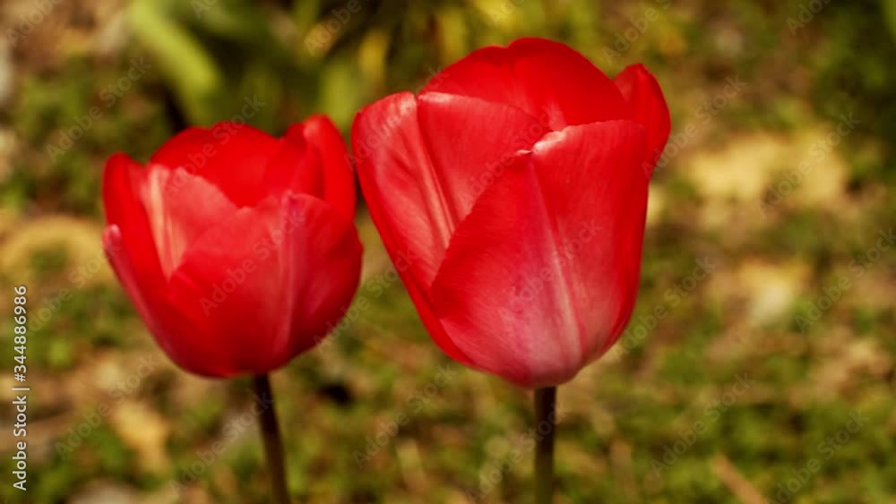 Beautiful red tulips in the spring Beautiful red tulips in the spring