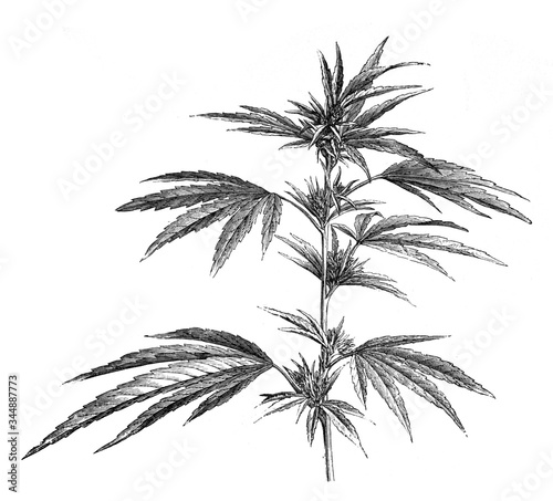Cannabis plant and leaves for medicinally use / Antique illustration from Brockhaus Konversations - Lexikon 1908