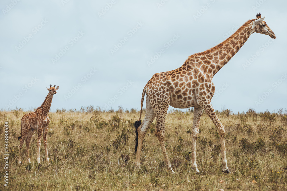 A giraffe standing in a grassy field and shows love and care for their child in Africa