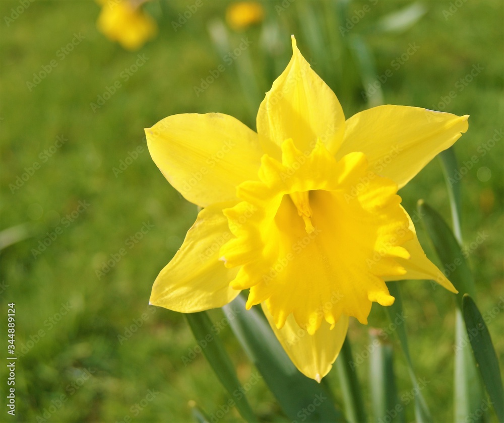 Fototapeta premium A daffodil in spring.