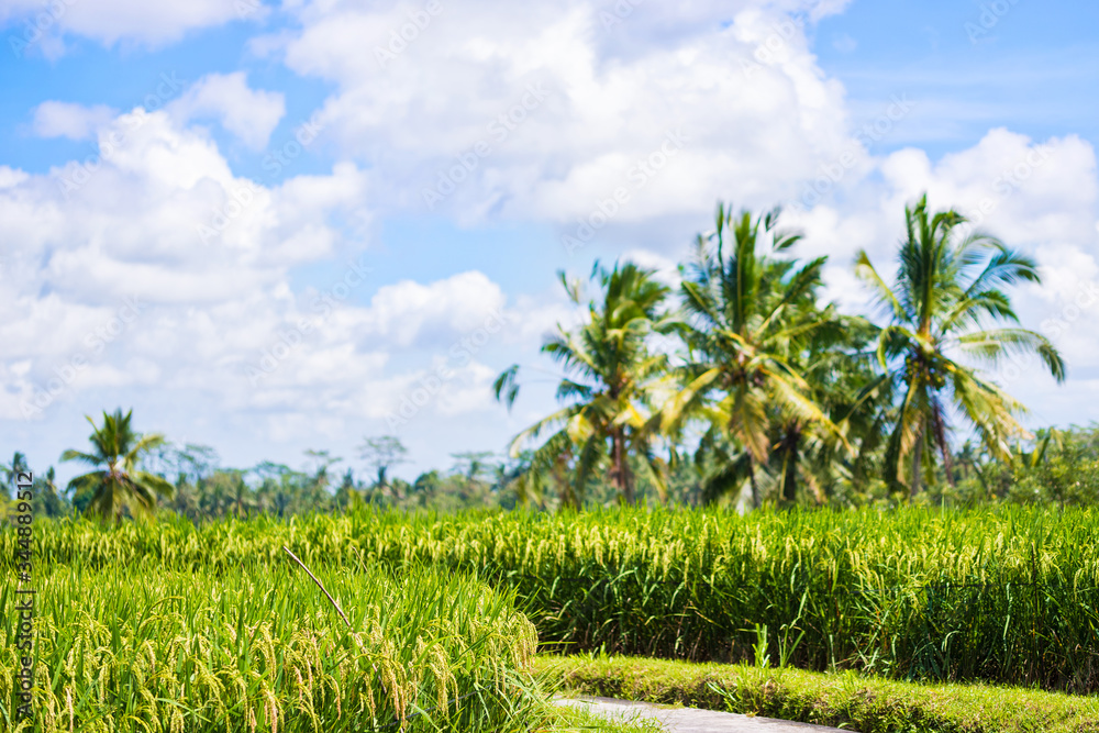 A view of terraced rice fields in Bali A view of terraced rice fields in Bali