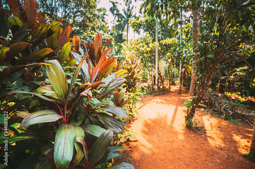 Goa, India. View Of Road Lane Path Way Surrounded By Green Vegetation, Trees And Bushes In Sunny Day