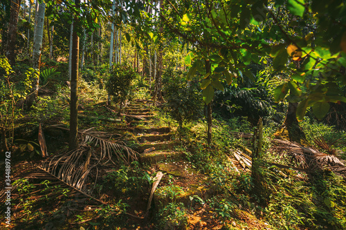 Goa, India. View Of Road Lane Path Way Old Steps In Jungle Surrounded By Tropical Green Vegetation, Trees And Bushes In Sunny Day