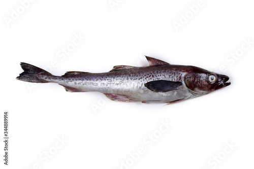 Alaska pollock