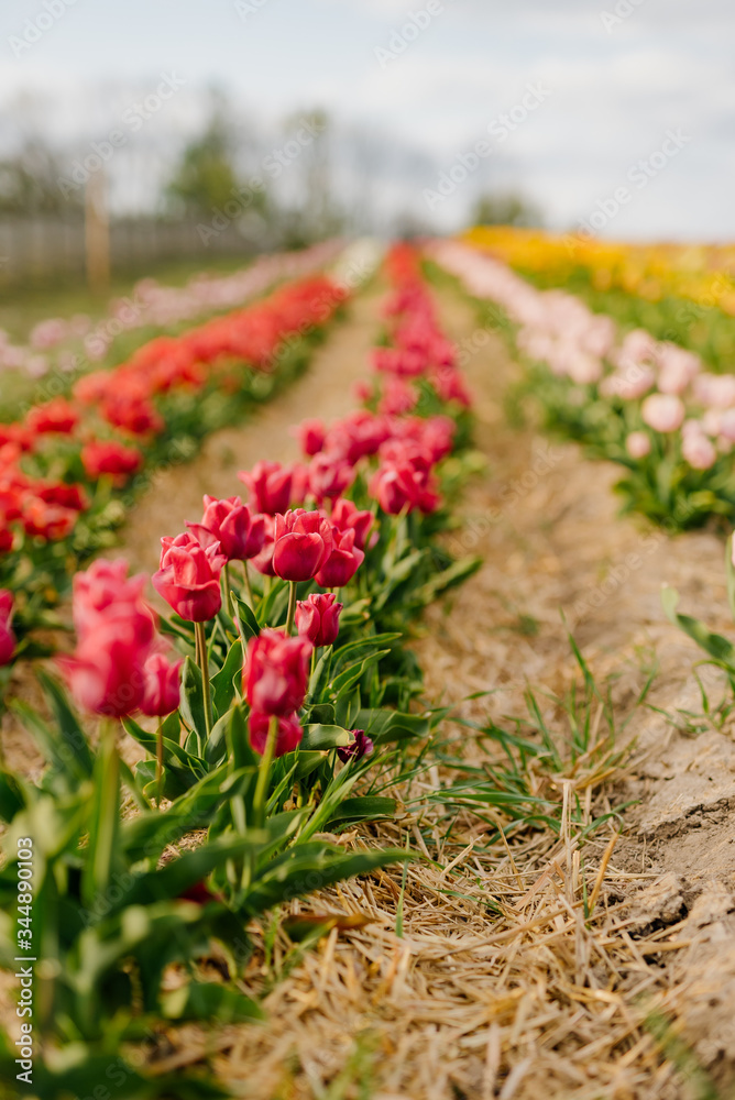 Fresh Red Purple Tulips Blooming on Field at Flower Plantation Farm in Netherlands Fresh Red Purple Tulips Blooming on Field at Flower Plantation Farm in Netherlands