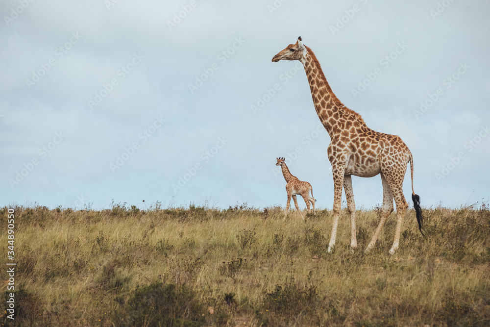 A giraffe standing in a grassy field with her child in Africa