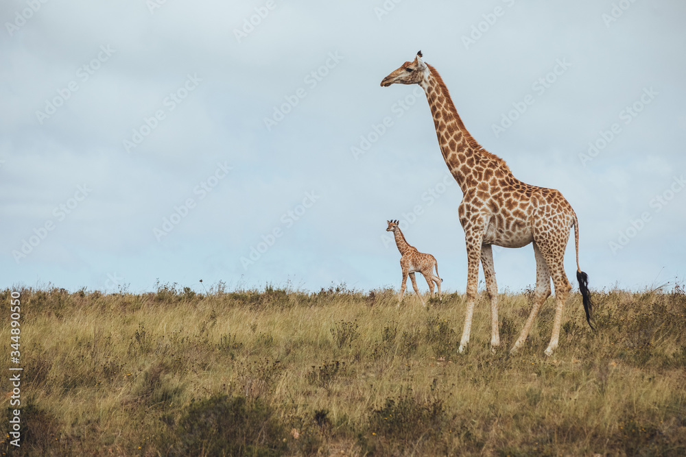 Fototapeta premium A giraffe standing in a grassy field with her child in Africa