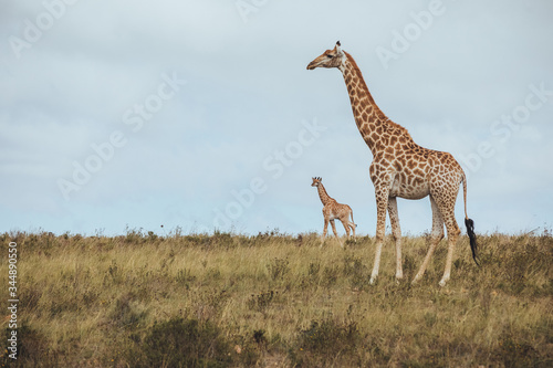 A giraffe standing in a grassy field with her child in Africa
