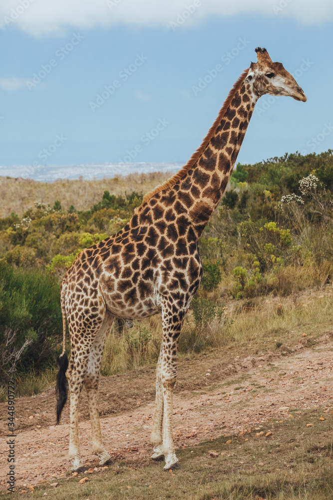Obraz premium A giraffe stands on the road with a view of bushes and grassy field in Africa