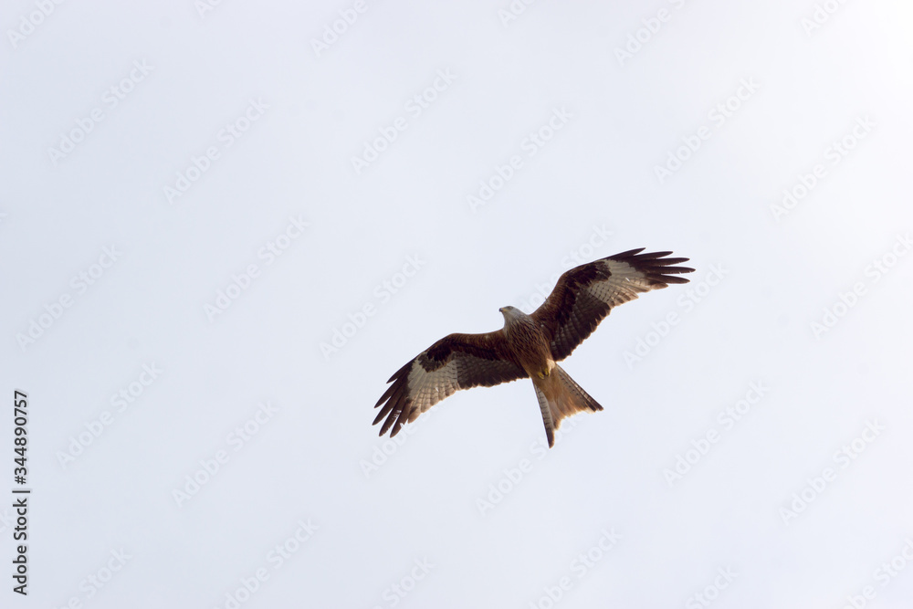 Obraz premium Raubvogel 6