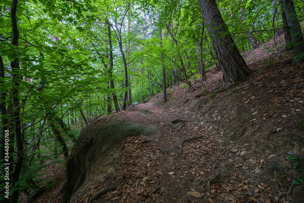 Fototapeta premium Mountain hiking trail leading through a forest full of fresh spring greenery in Appiano in Italian South Tyrol