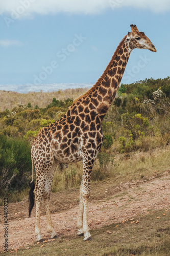 A giraffe stands on the road with a view of bushes and grassy field in Africa