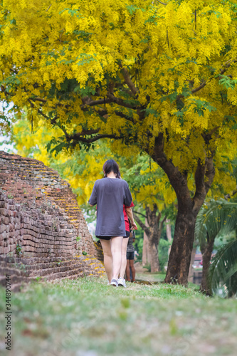 Female tourists are walking to see the beautiful yellow blooming Golden Shower Tree beside the ancient city walls of Chiang Mai, and the Golden Shower Tree often bloom during Songkran festival.