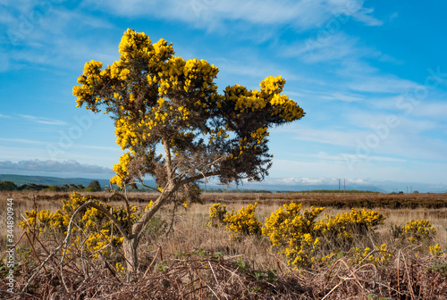 Photos gorse bushes growing in a rural Ireland peat bog landscape