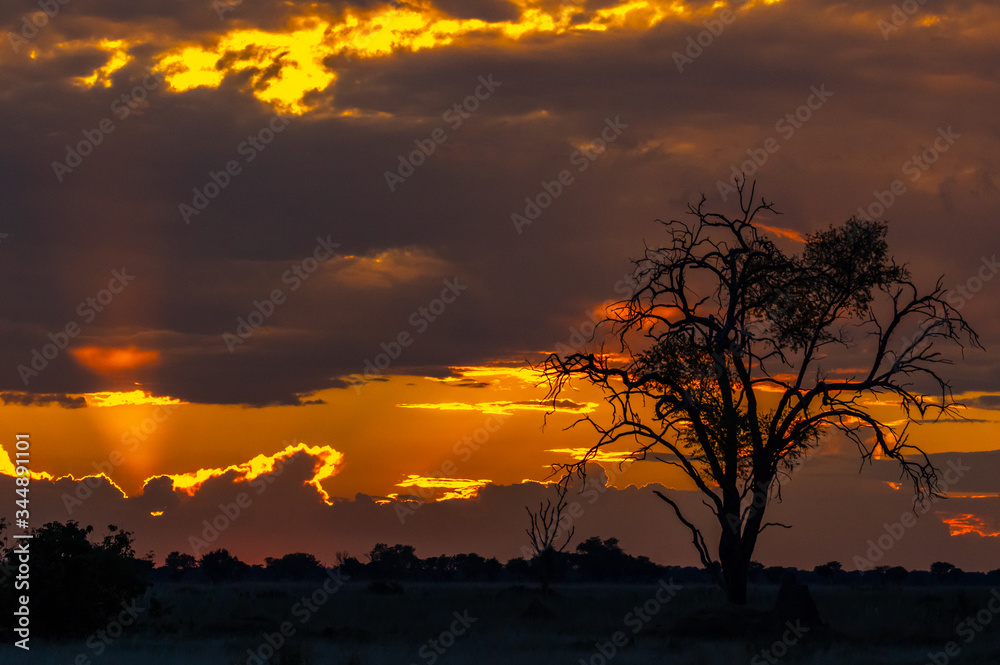 Fototapeta premium Botswana landscape during beautiful orange sunset showing the land in all its natural beauty