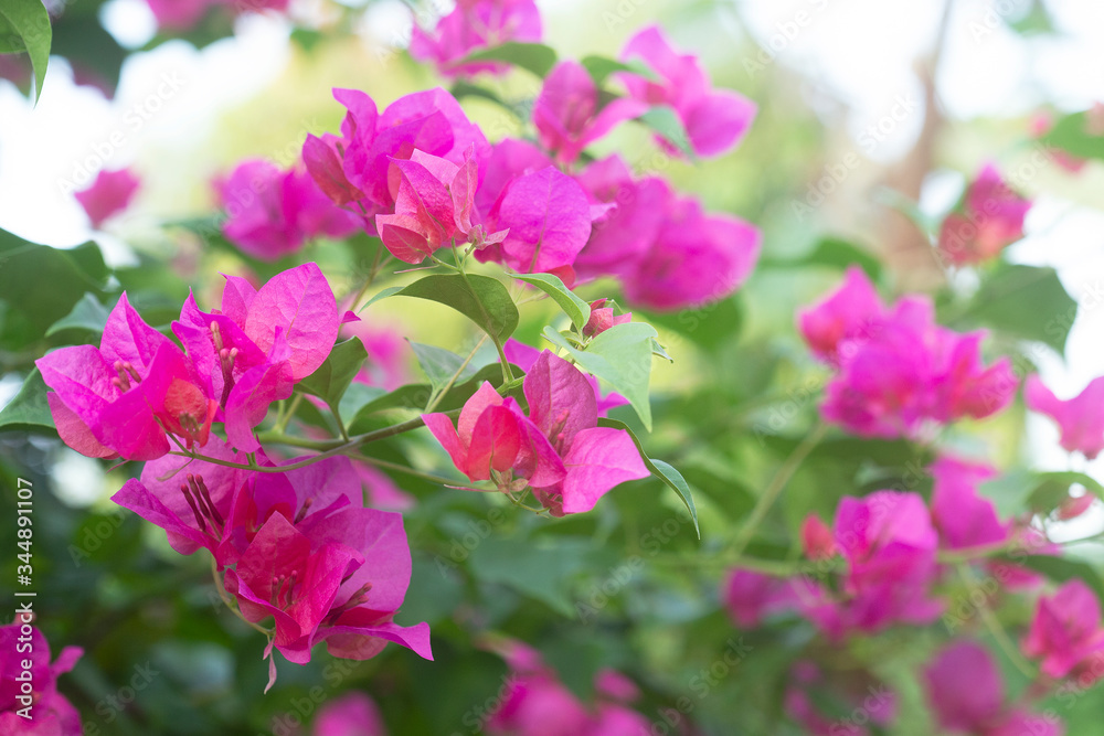 Colorful bougainvillea flowers blossoms Colorful bougainvillea flowers blossoms
