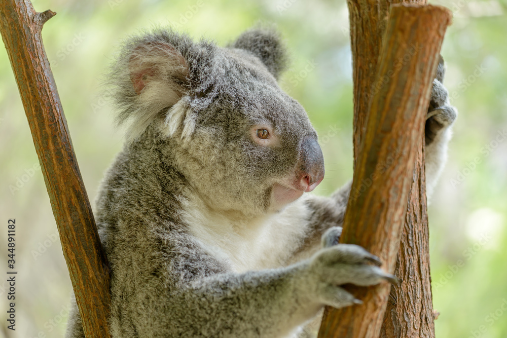 Obraz premium A Koala in Queensland, Australia.