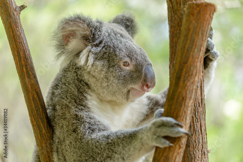 A Koala in Queensland, Australia. © cornfield
